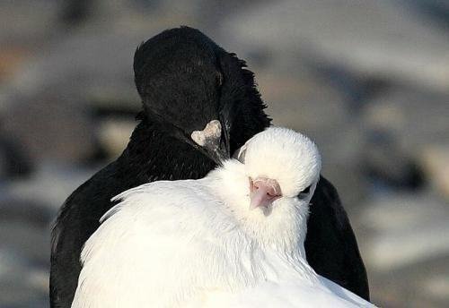 Cvetaeva Marina - Chervonnyij valet(1)