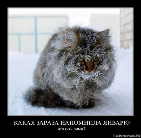 Зима, мороз и кот замёрз