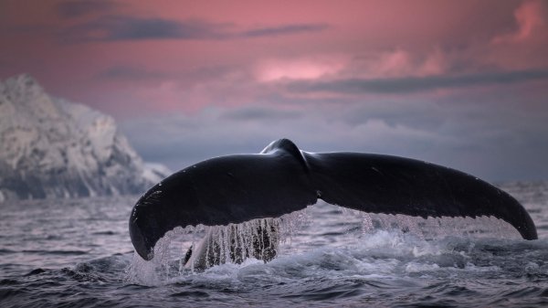 Whales and dolphins premium 6