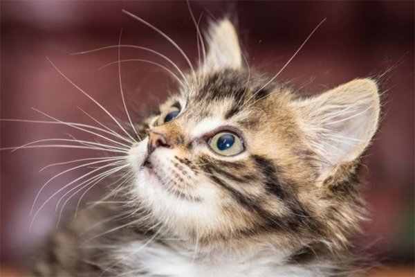 Котик
