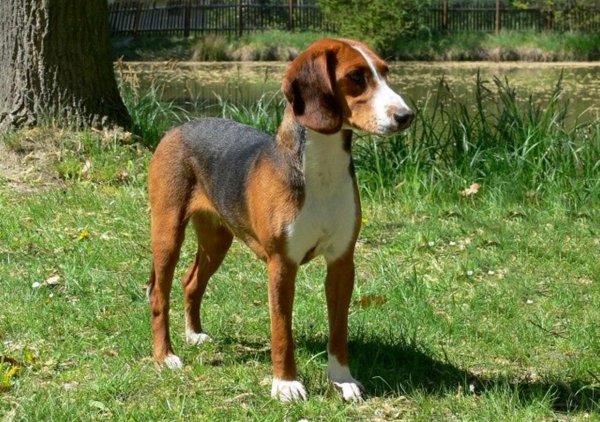 Немецкая гончая