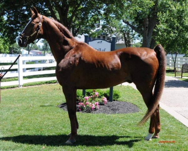 Американская верховая лошадь (14)