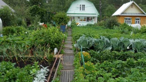 Николай Курдюмов - умный огород в деталях