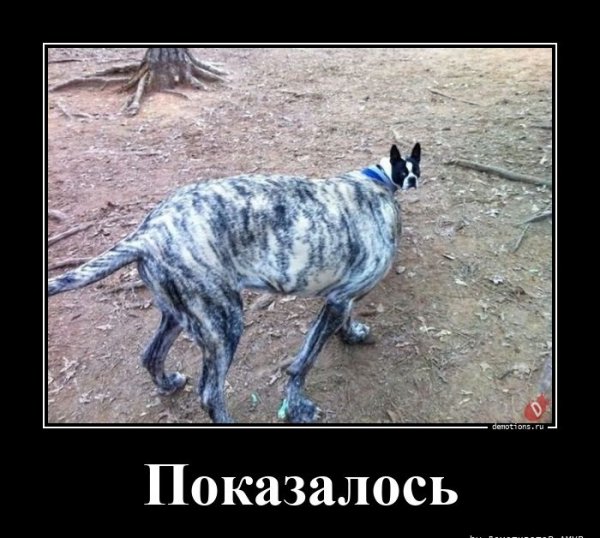 Показалось