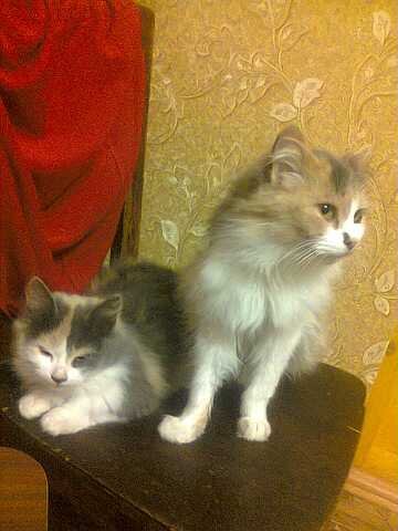 Мои красавицы