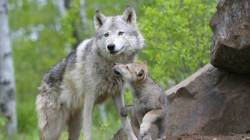 file_53302284