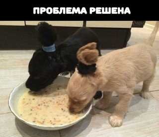 Мусики..