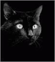 ICQ BlackCat