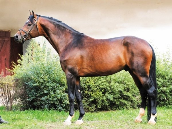 Латвийская порода лошадей (2)