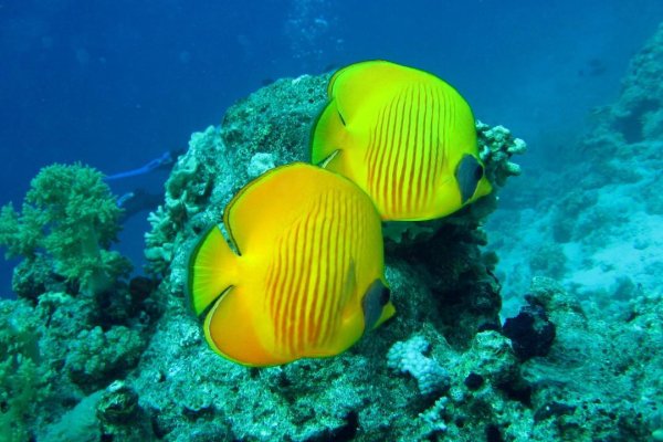 Reef 16