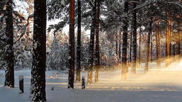 Image ) (84)