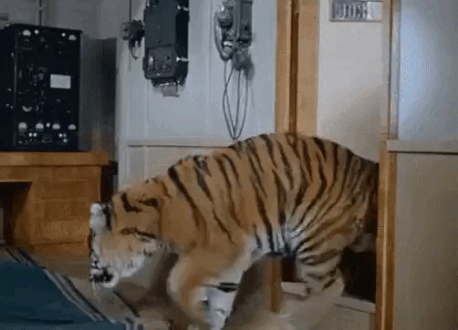 Ты куда???.... Ещё рано!!!