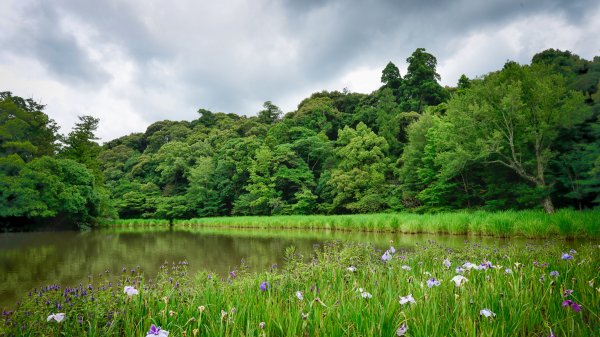 leto zelen summer greens