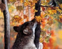 file_51553062