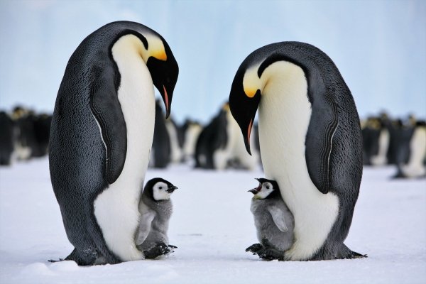 Королевские пингвины