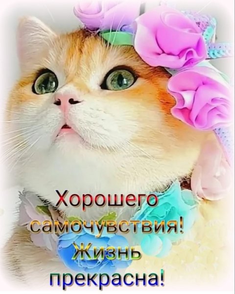 R0 ppG5rLFA