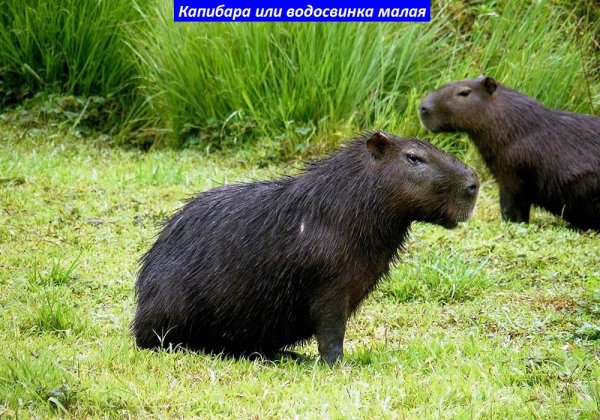 Капибара или водосвинка малая