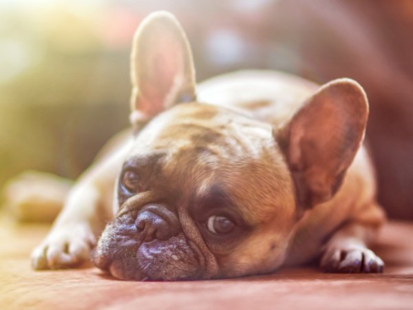 Animals Dogs A sad French bulldog lies on the floor 123