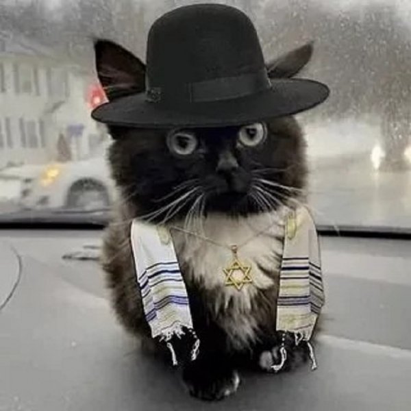 Еврейский кот