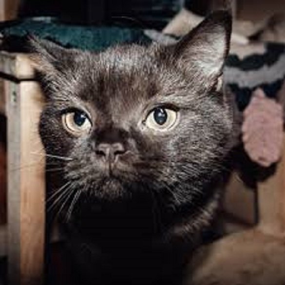 Кот (3)