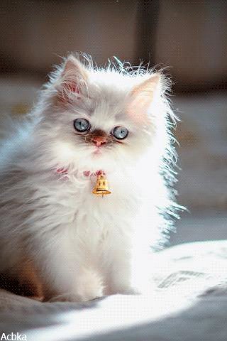 file_79441304