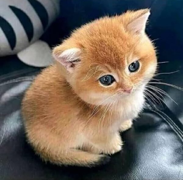 Рыжий котёнок