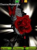 Roza