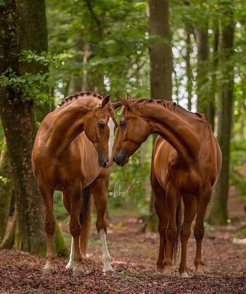 FB IMG 16382683266198081