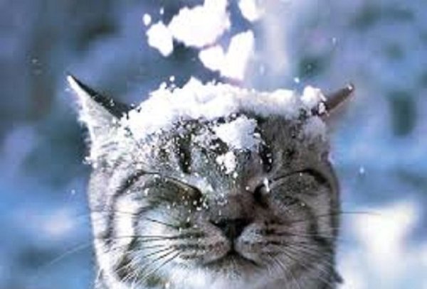 Зимние коты (10)
