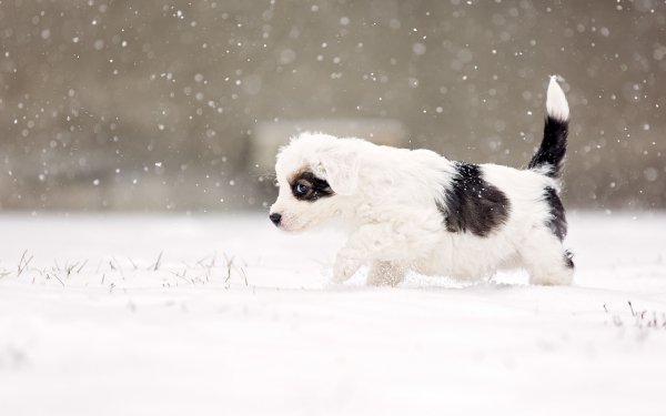 dog snow snowing alert..file