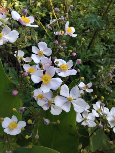 Садовая герань