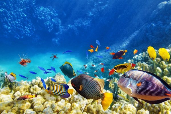 Reef 7