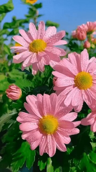 Весенние цветы