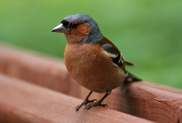 Рингтон - Зяблик