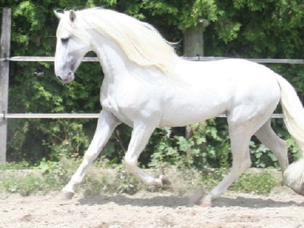 Чистокровная испанская порода (2)