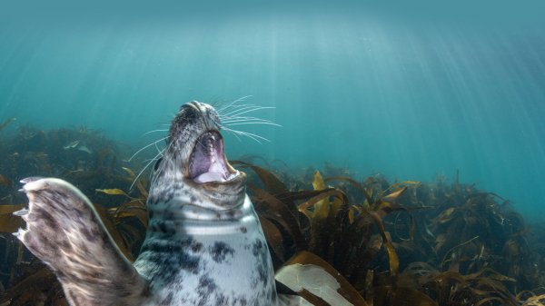 SealLaughing ROW9330170789 UHD