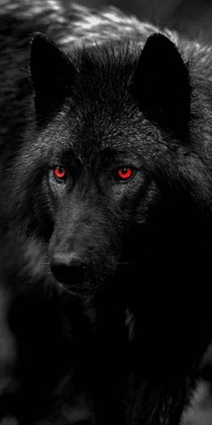 Black red eyed wolf-814f7082-3ce8-4a31-9786-dff1870a47e4