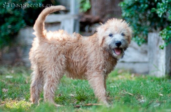 Мягкошерстный пшеничный терьер (3)