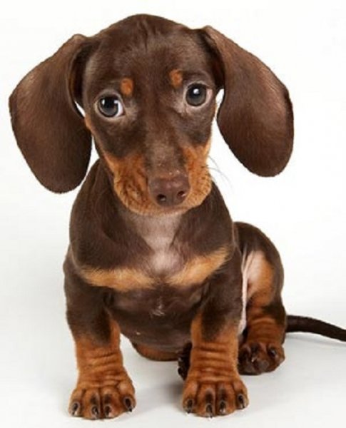 Карликовая такса (3)