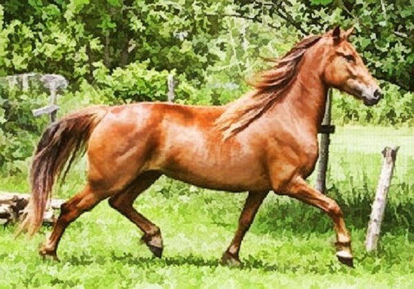 Канадская порода лошадей (3)