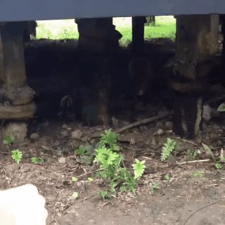 Больше никого кормить не буду с рук