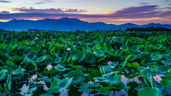 Lotosy-aziia-vodoem-prud-tsvety-listia-gory-vecher-sinie-dym
