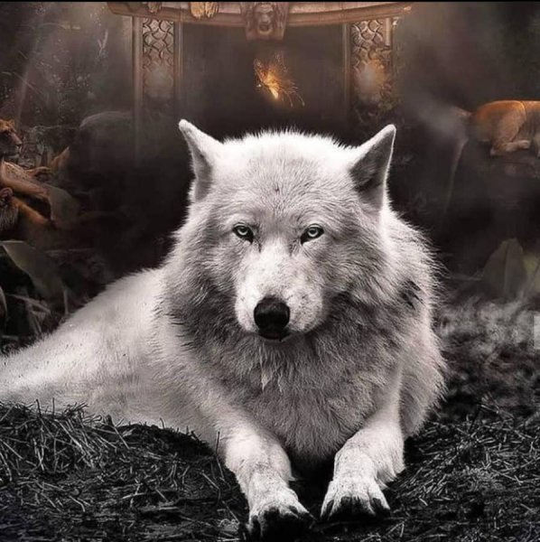 volf
