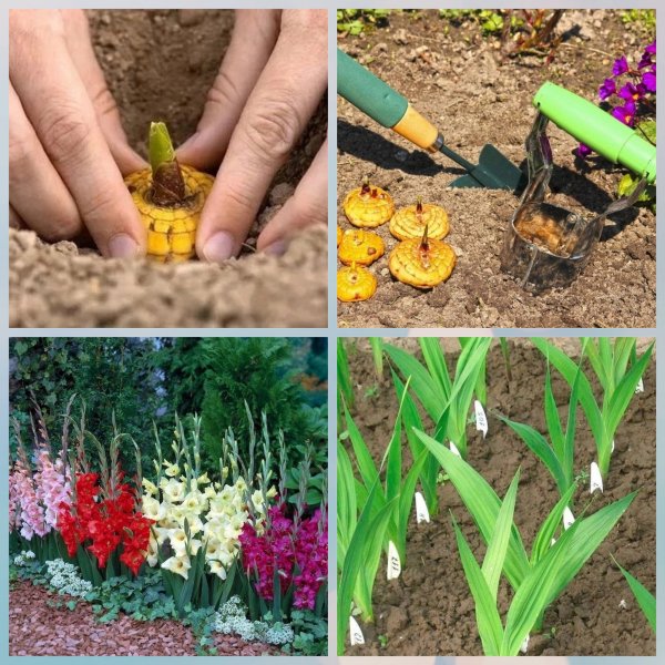 Весенняя высадка гладиолусов