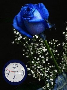 Blue rose