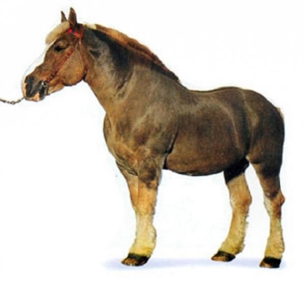 Бретонская порода лошадей (3)