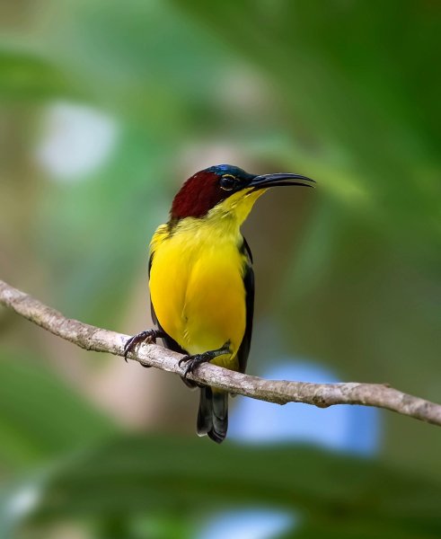 САНГИРСКАЯ ОСТРОХВОСТАЯ НЕКТАРНИЦА