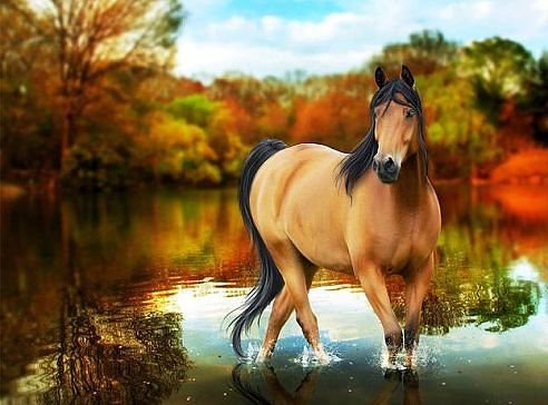 getImage4941