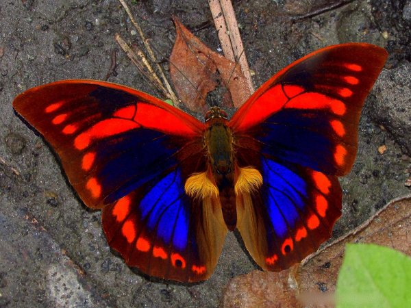 Prepona praeneste virago