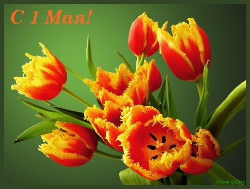 otkrytki foto s pervomaem